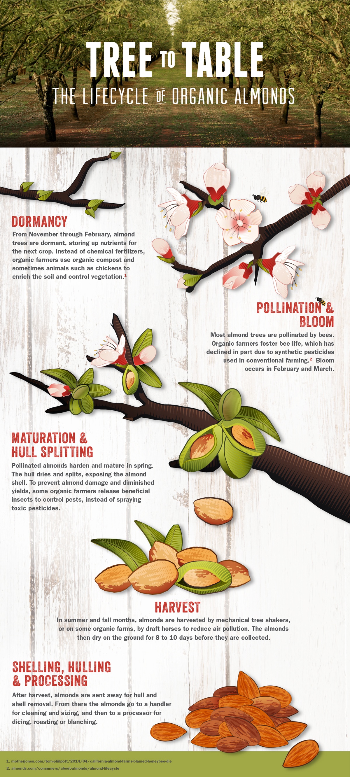 From Tree To Table: Lifecycle Of Organic Almonds