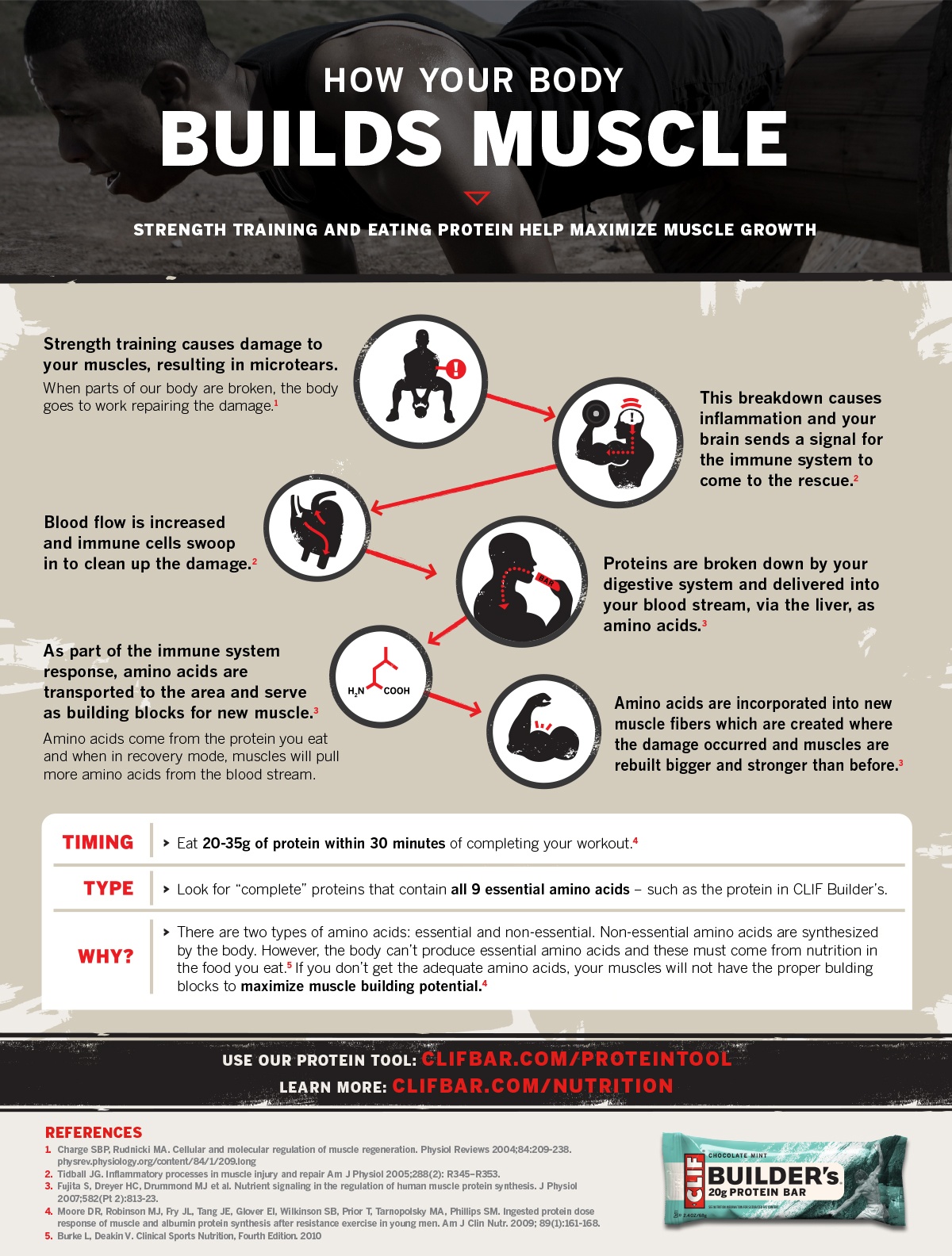 How Your Body Builds Muscle